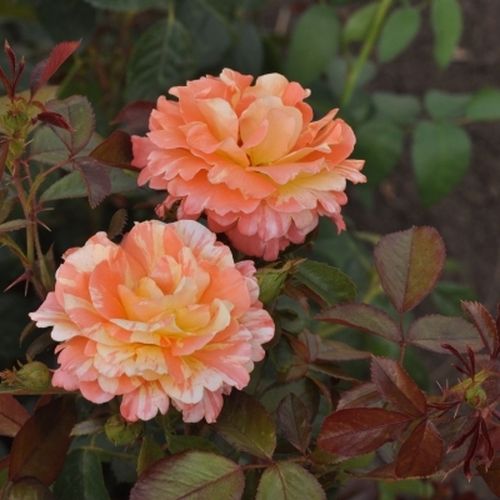 Oranžovo - bílá - Stromkové růže, květy kvetou ve skupinkách - stromková růže s keřovitým tvarem koruny